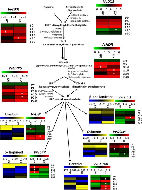 Transcriptional modulation of genes involved in methylerythritol .